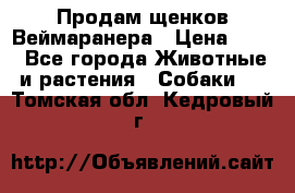 Продам щенков Веймаранера › Цена ­ 30 - Все города Животные и растения » Собаки   . Томская обл.,Кедровый г.